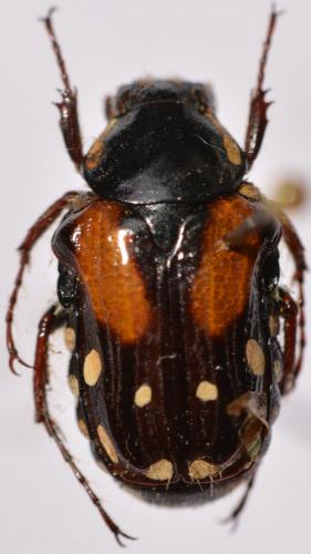 Epistalagma multiimpressa